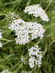 Achillea millefolium image