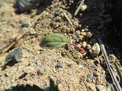 Claytonia obovata