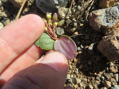 Claytonia obovata