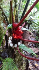 Trichodrymonia metamorphophylla