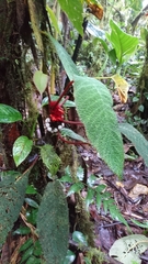 Trichodrymonia metamorphophylla