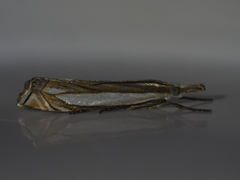 Crambus pascuella