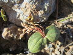 Claytonia obovata
