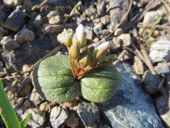 Claytonia obovata