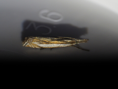 Crambus pascuella