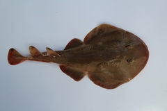 Cortez Numbfish photo 4