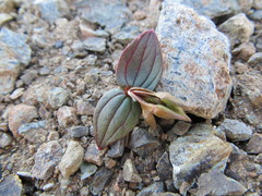 Claytonia obovata
