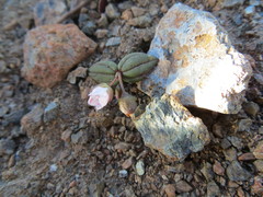 Claytonia obovata