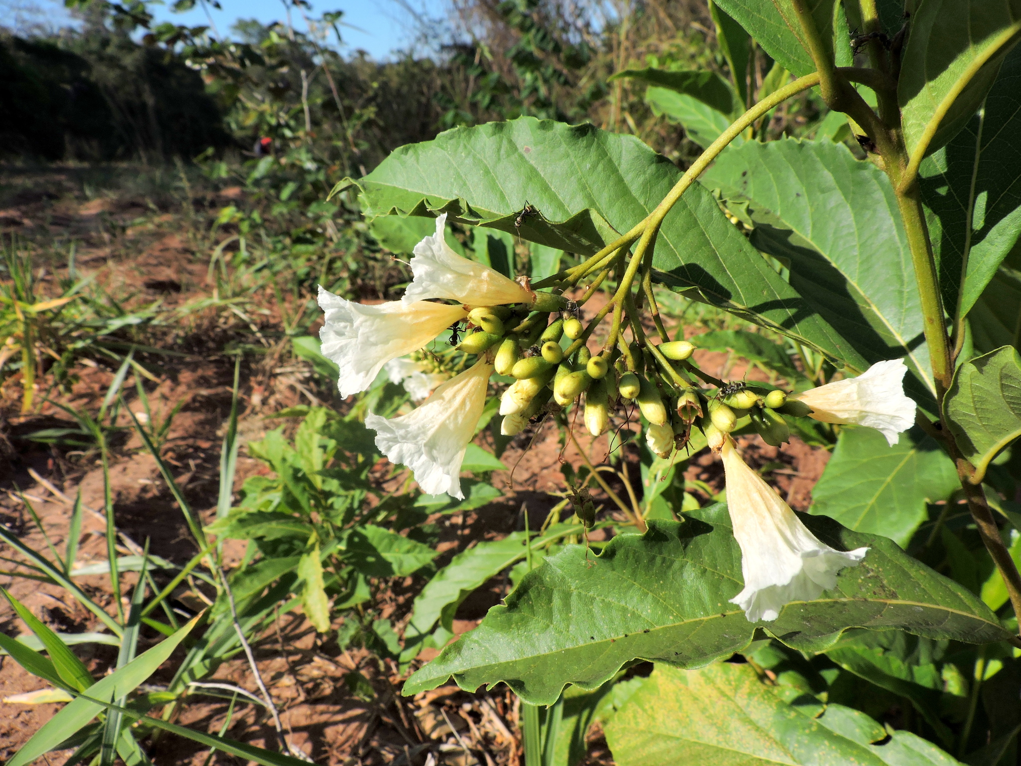 Cordia rufescens
