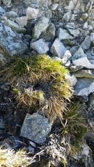 Deschampsia antarctica