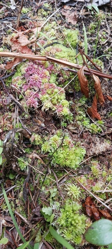 Image of Sphagnum tenerum by no rights reserved