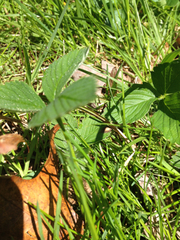 Fragaria vesca americana