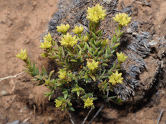 Crassula muricata