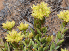 Crassula muricata
