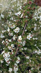Escallonia virgata