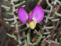 Polygala teretifolia