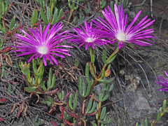 Lampranthus coralliflorus