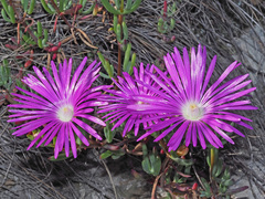 Lampranthus coralliflorus
