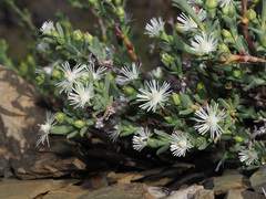 Ruschia acuminata