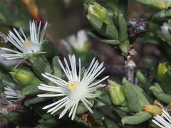 Ruschia acuminata