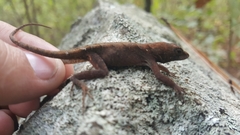 Anolis mccraniei