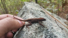 Anolis mccraniei