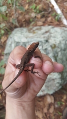 Anolis mccraniei