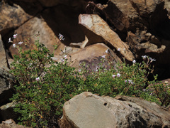 Pelargonium trifidum
