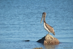 Pelecanus occidentalis