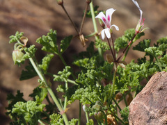 Pelargonium trifidum