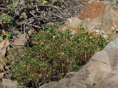 Pelargonium trifidum
