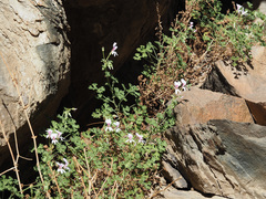 Pelargonium trifidum