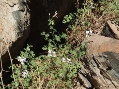 Pelargonium trifidum