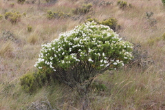 Veronica brachysiphon