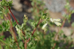 Corydalis sibirica