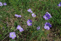 Linum komarovii