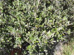Corokia macrocarpa