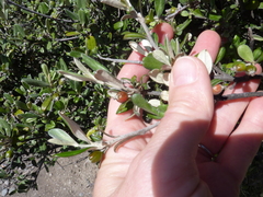 Corokia macrocarpa