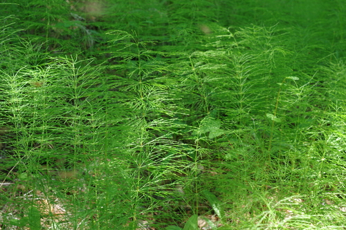 wood horsetail
