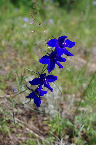 Siberian larkspur
