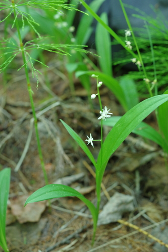 three-leaved false Solomon’s seal