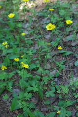 Ranunculus propinquus subborealis