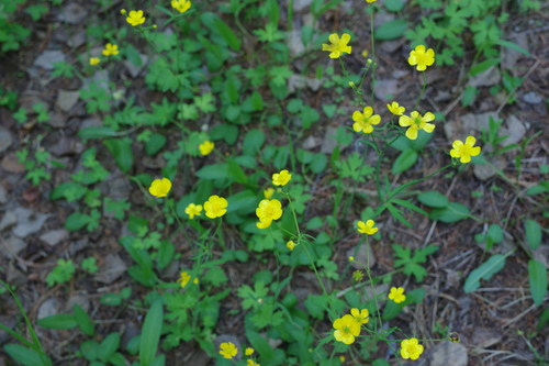 Ranunculus propinquus subborealis