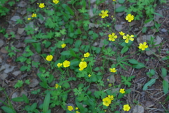 Ranunculus propinquus subborealis