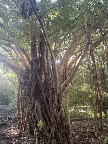 Ficus microcarpa observed 2023-08-02