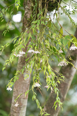 Hoya lanceolata, photograph (c) Morten Ross, some rights reserved (CC BY)