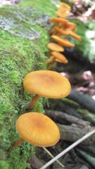 Heimiomyces velutipes