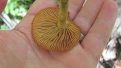 Heimiomyces velutipes