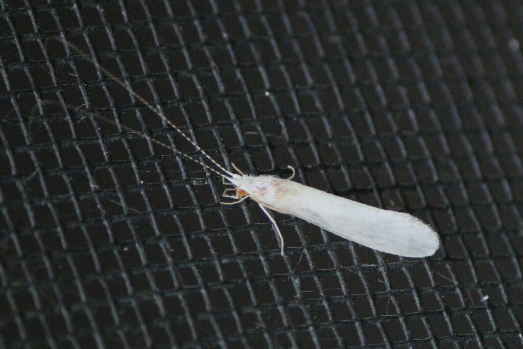 White Miller Caddisflies from St Louis County, MN, USA on July 29, 2023