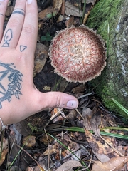 Boletellus ananas image